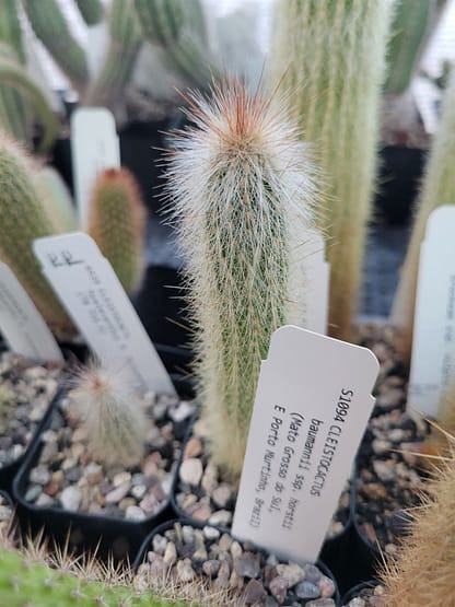 Cleistocactus jujuyensis (TB 716.4)