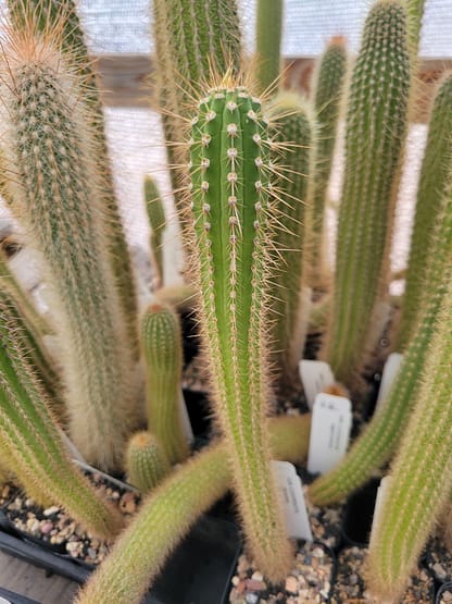 Cleistocactus laniceps