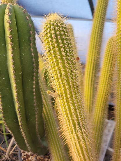 Cleistocactus tominensis ssp. micropetalus