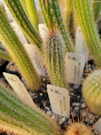Cleistocactus parapetiensis (MN 782)