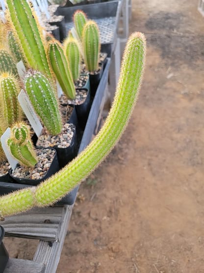 Cleistocactus cf. smaragdiflorus f. rojoi (ROS 798.2)