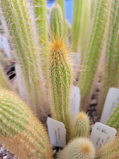 Cleistocactus smaragdiflorus