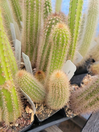 Cleistocactus sp.