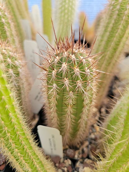 Weberbauerocereus torataensis (RH 4902a)