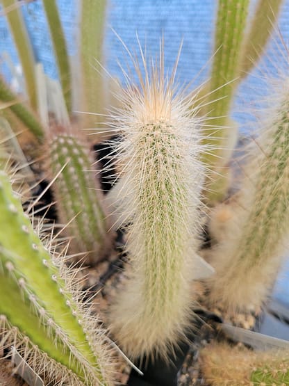 Cleistocactus cf. hyalacanthus ssp. tarijensis (LK 53/14)