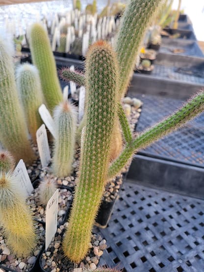 Cleistocactus sp.