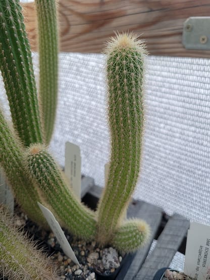Cleistocactus sp.