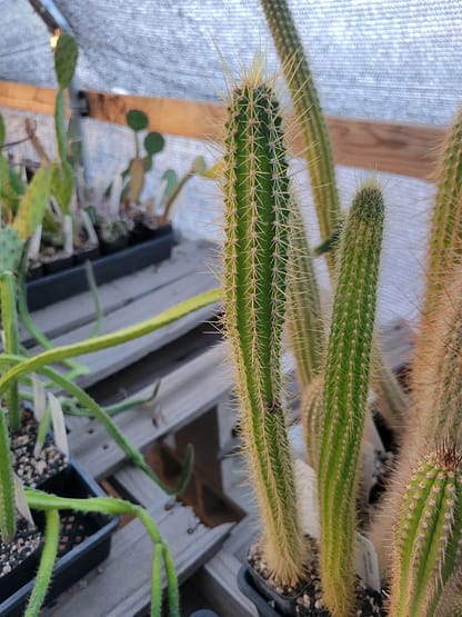Cleistocactus sp.