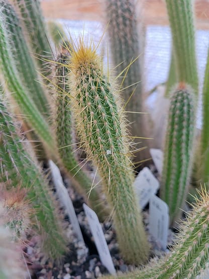 Cleistocactus smaragdiflorus