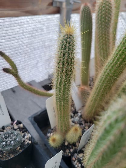 Cleistocactus smaragdiflorus