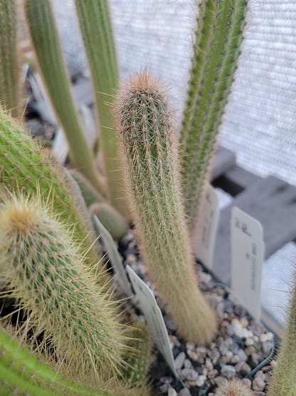 Cleistocactus sp.