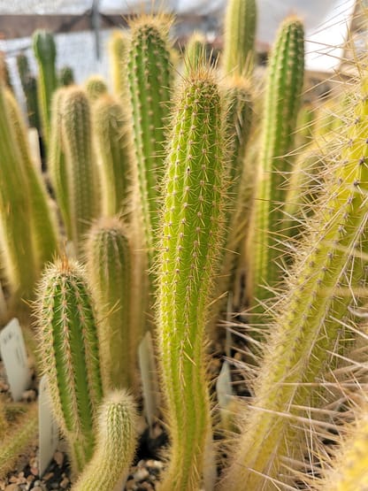 Cleistocactus viridiflorus (LM 441.01)