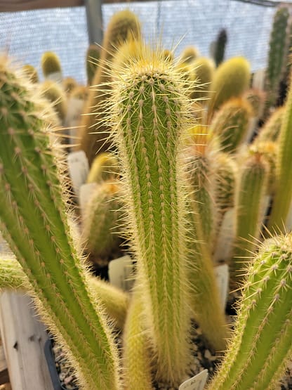 Cleistocactus x villamontesii