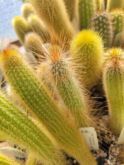 Cleistocactus tupizensis (HV/B 0112)