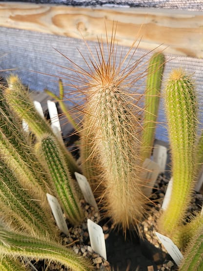 Cleistocactus tupizensis (LK 28/14)