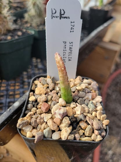 Stapelia paniculata ssp. scitula - Image 3