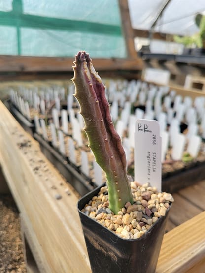 Stapelia engleriana x asterias (PVB 3709) - Image 2