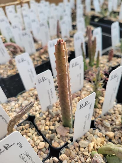 Stapelia cedrimontana - Image 3