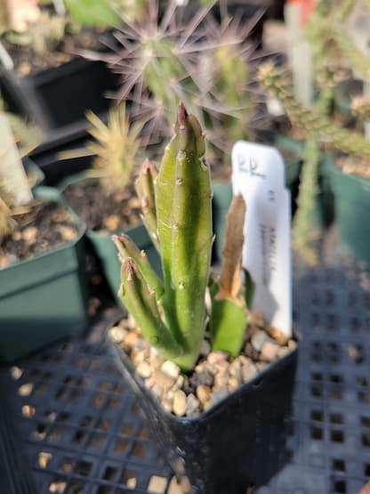 Stapelia leendertziae