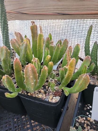 Stapelia leendertziae - Image 3
