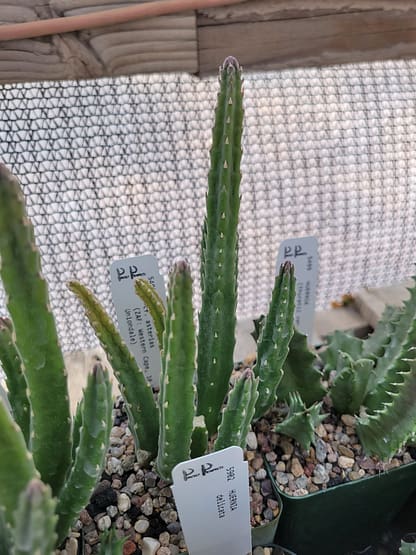 Stapelia cf. asterias (with locality)