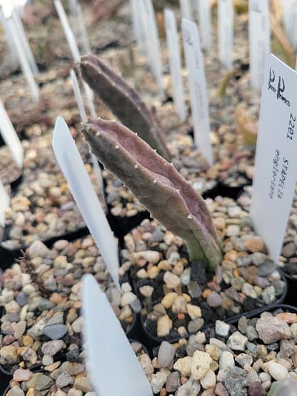 Stapelia engleriana - Image 3
