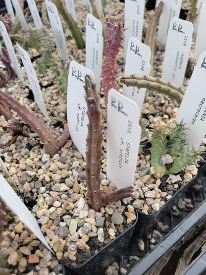 Stapelia cf. schinzii - Image 3