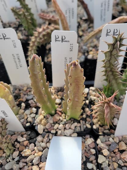 Stapelia unicornis