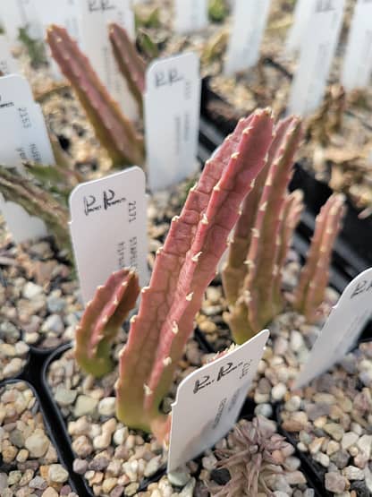 Stapelia sp. - Image 3
