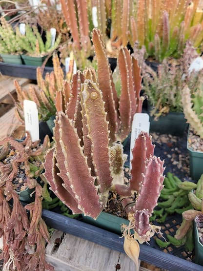 Stapelia gigantea