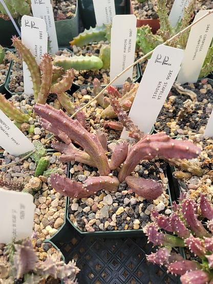 Stapelia cf. schinzii - Image 2