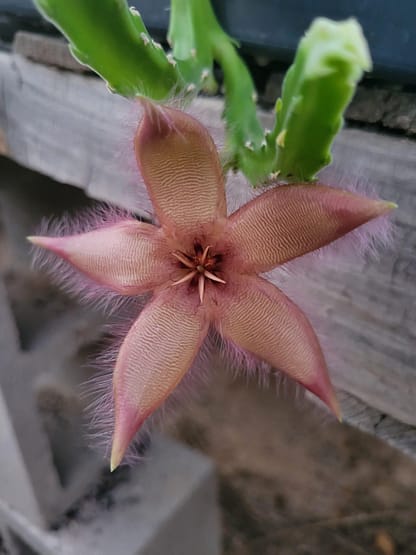 Stapelia sp.