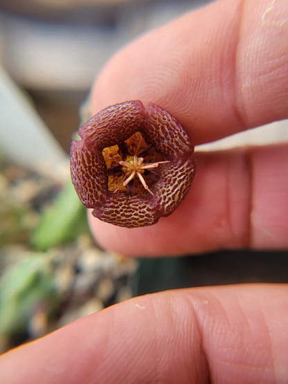 Stapelia engleriana