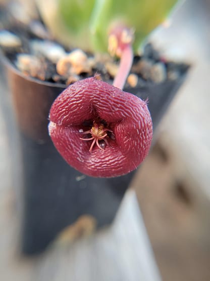 Stapelia engleriana x asterias (PVB 3709)