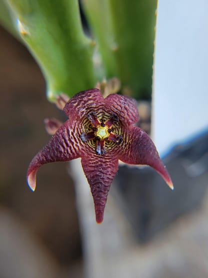 Stapelia cedrimontana