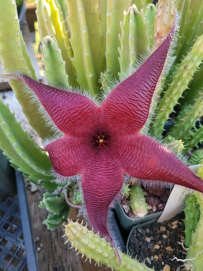 Stapelia grandiflora