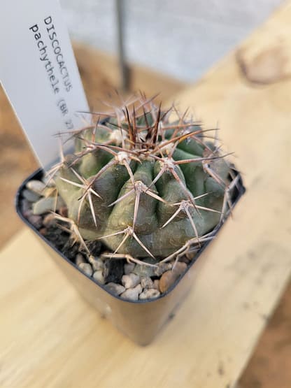 Discocactus pachythele (with locality)