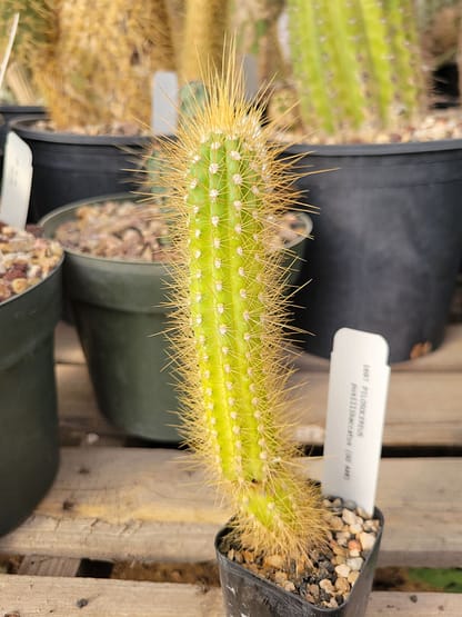 Pilosocereus pusillibaccatus (GO 648) (see description)