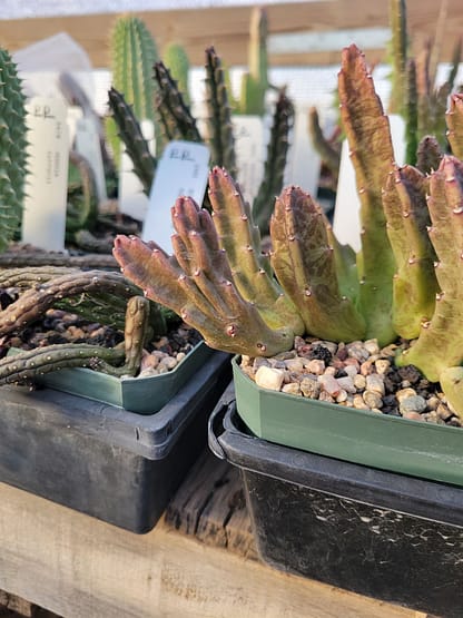 Stapelia schinzii var. angolensis (PVB 7999) - Image 2