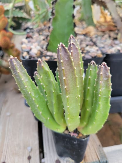 Stapelia sp. - Image 3
