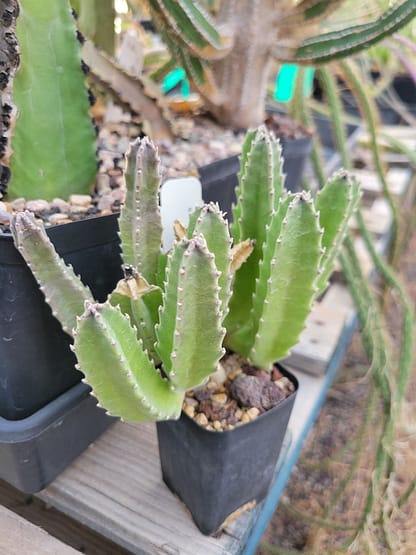 Stapelia grandiflora x sp. - Image 2