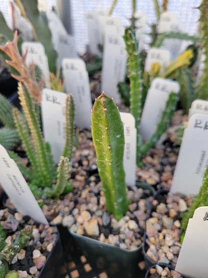 Stapelia hirsuta var. tsomoensis
