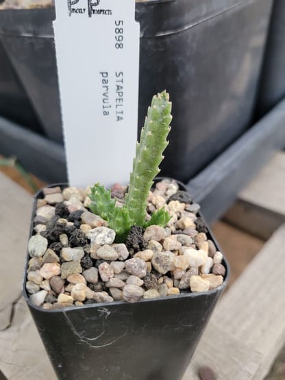 Stapelia parvula