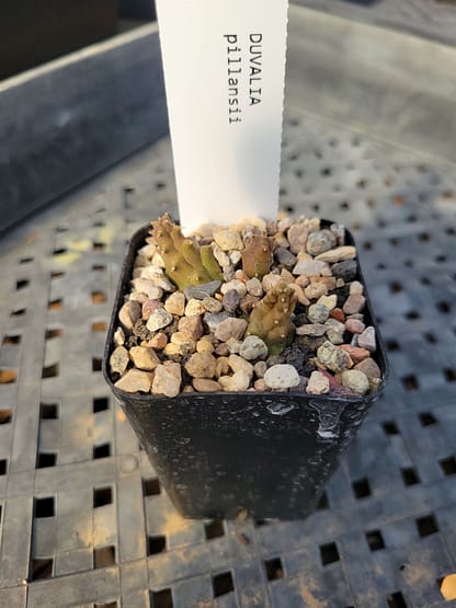 Duvalia pillansii