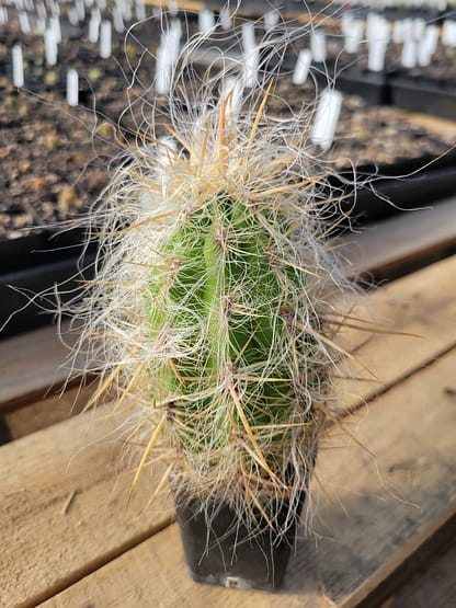 Oreocereus celsianus