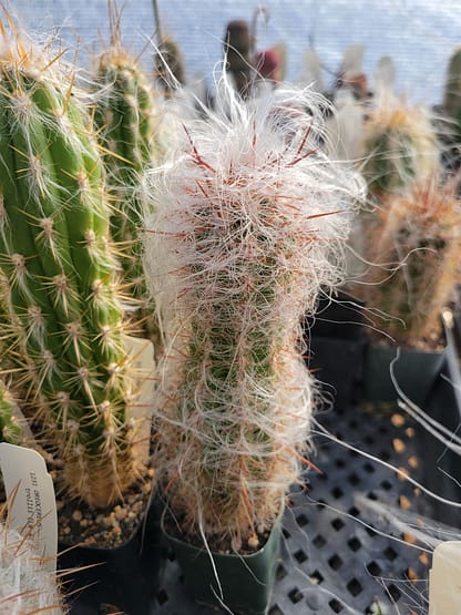 Oreocereus celsianus