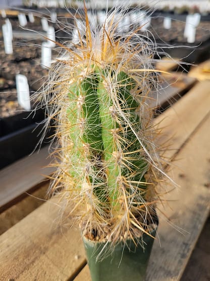 Oreocereus celsianus (see description)
