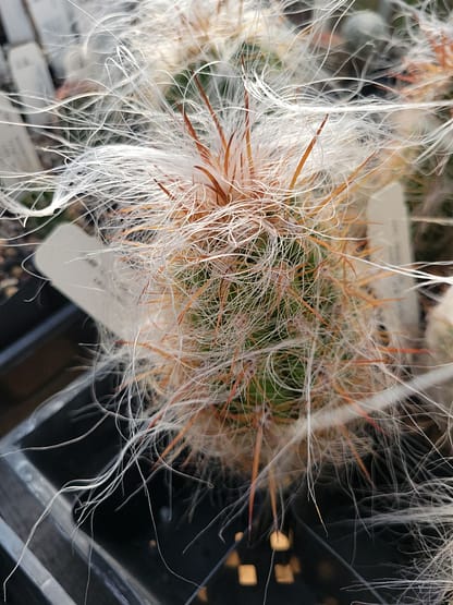 Oreocereus celsianus (see description)