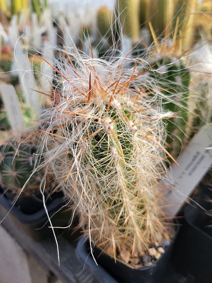 Oreocereus cf. celsianus