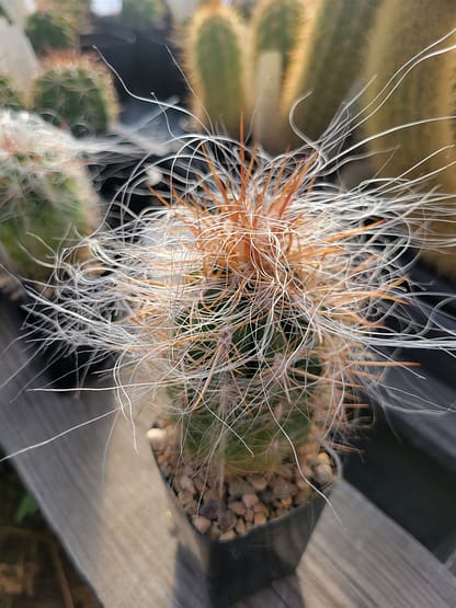 Oreocereus neocelsianus (ASK 756.6)